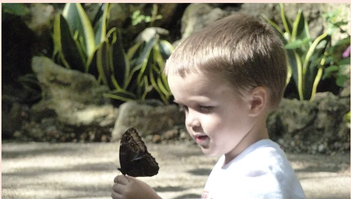 picture of a young boy with a butterfly resting on his hand
